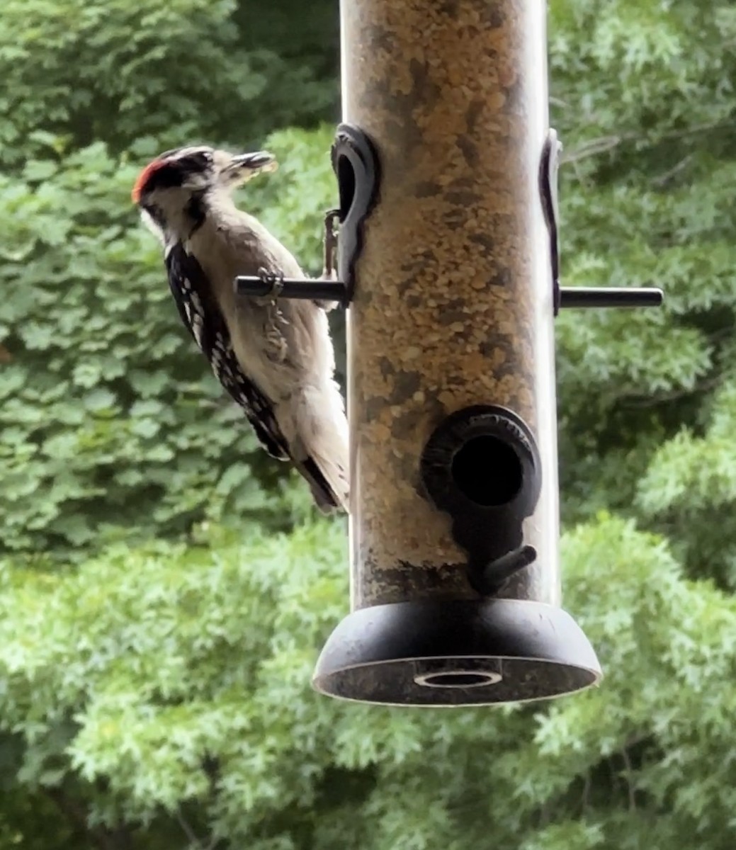 Downy Woodpecker - ML620275926