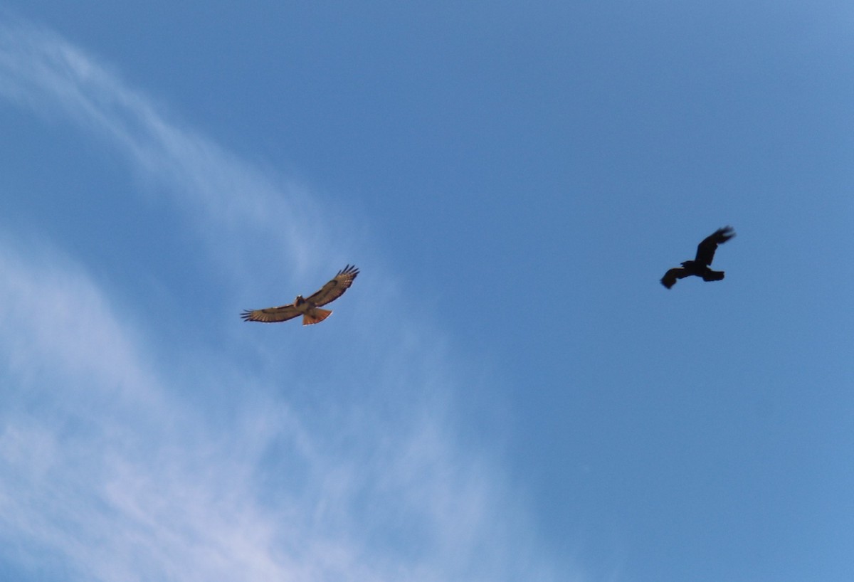 Red-tailed Hawk - ML620275943