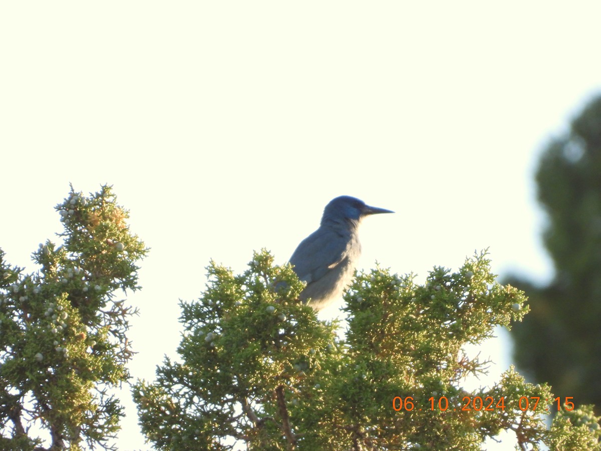 Pinyon Jay - ML620275944