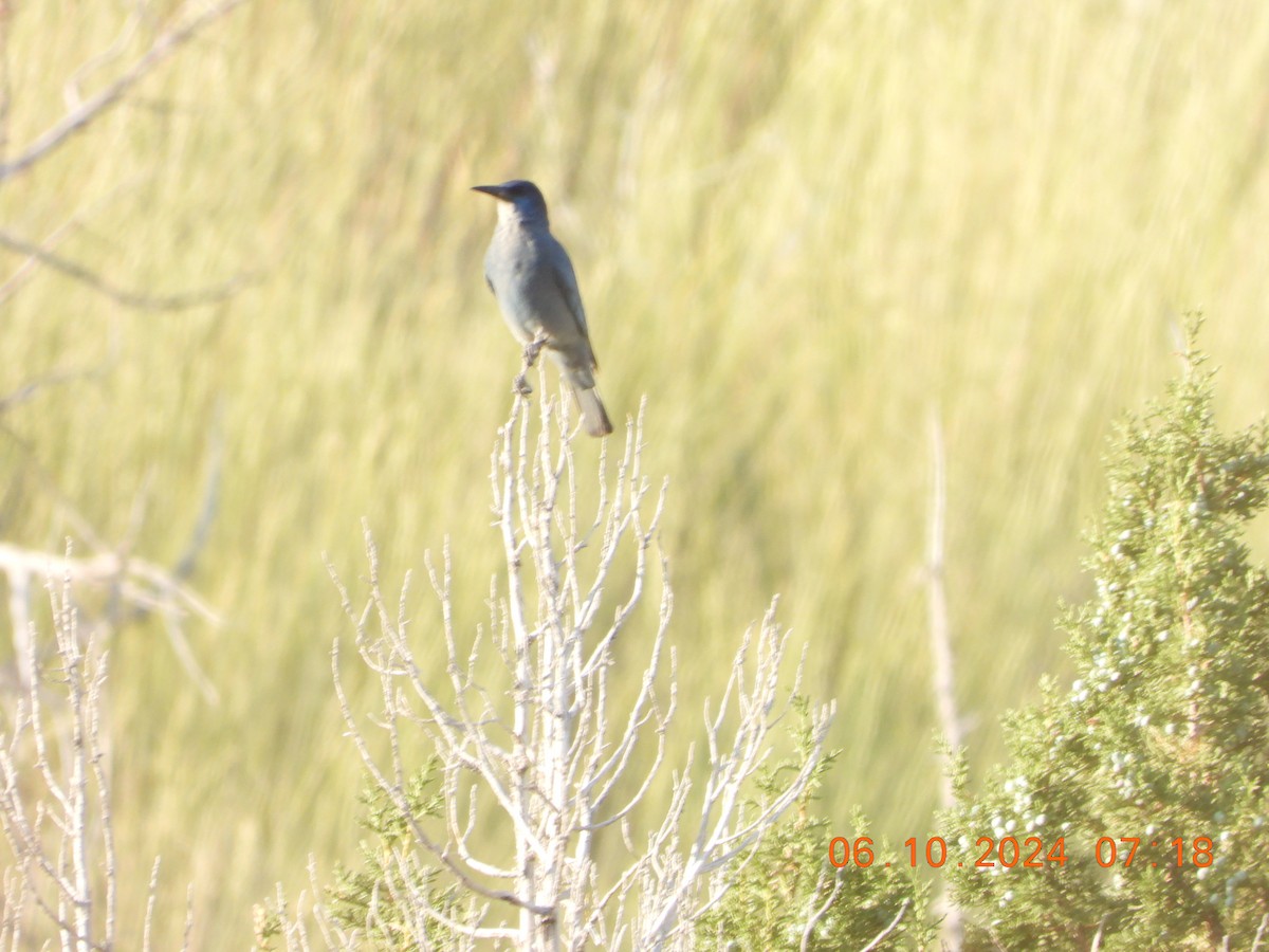 Pinyon Jay - ML620275947