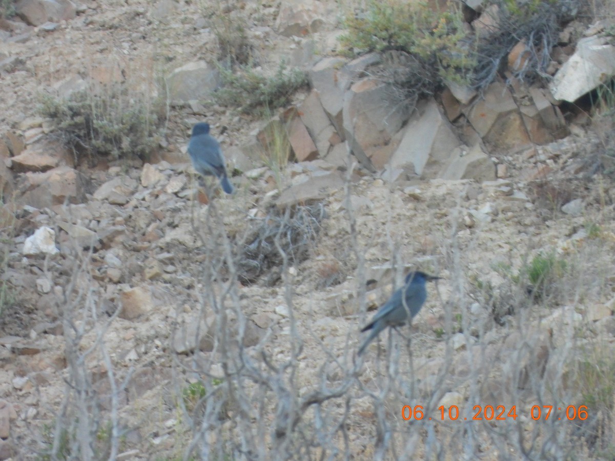 Pinyon Jay - ML620275949