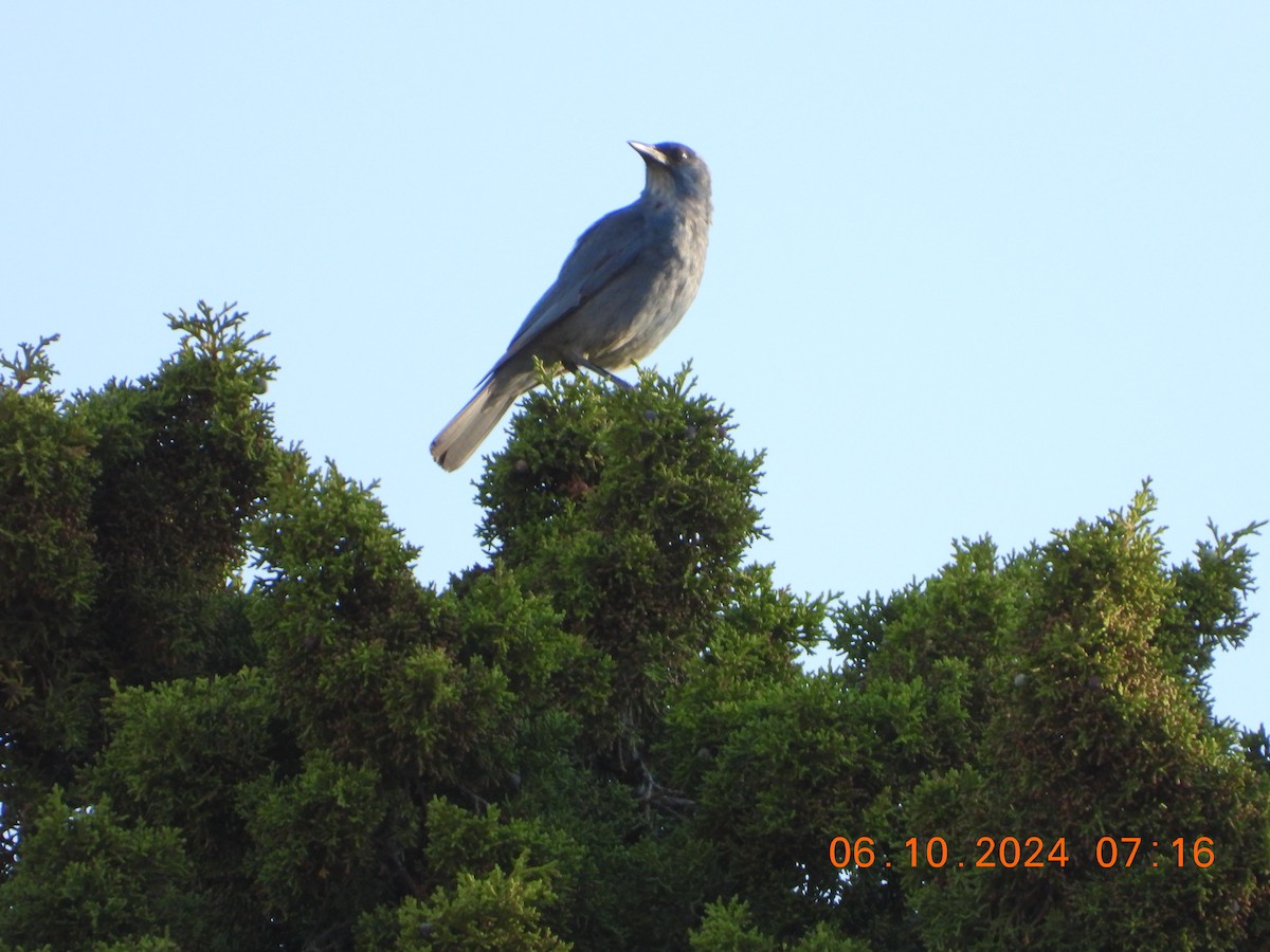 Pinyon Jay - ML620275950