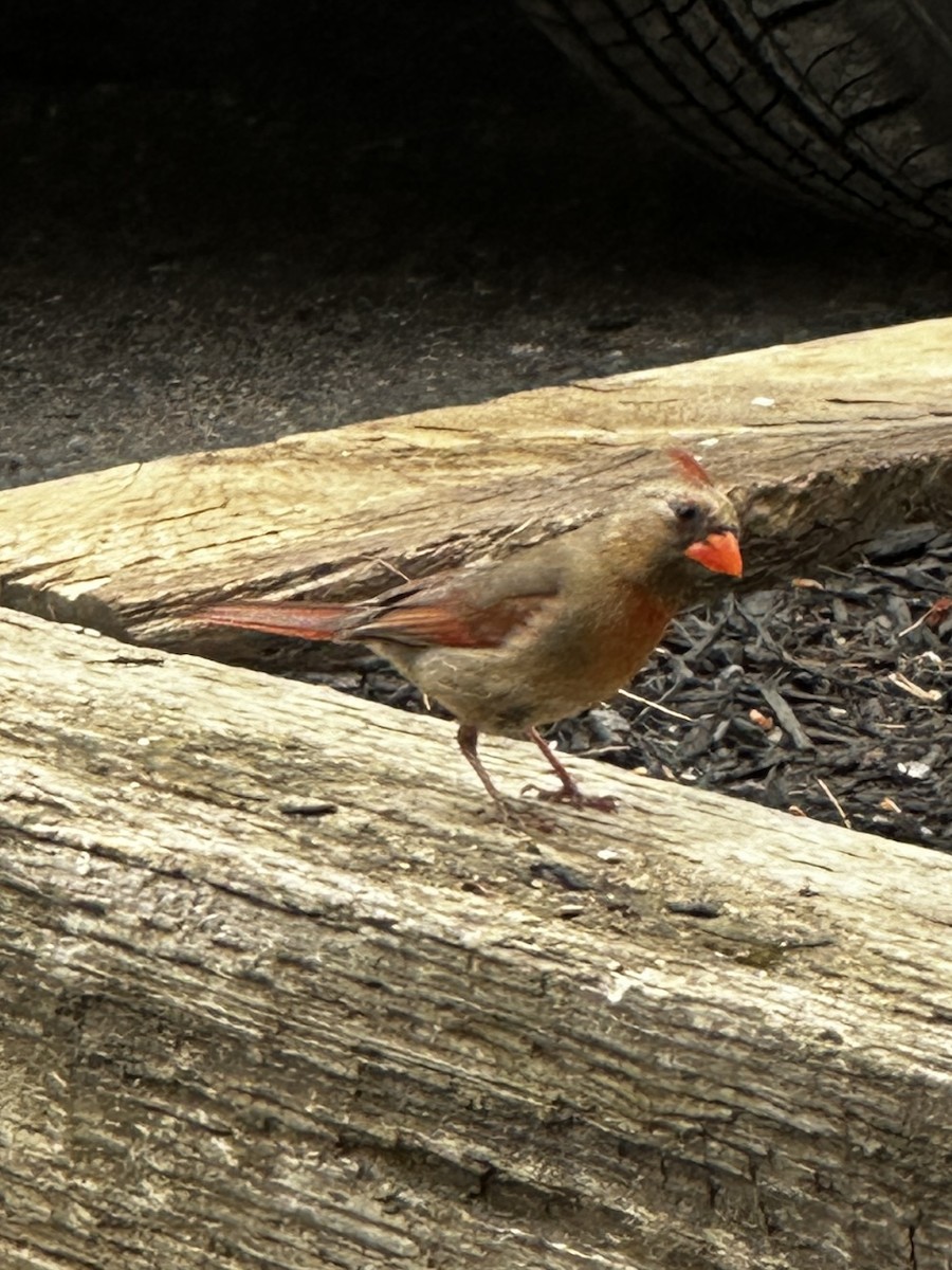 Northern Cardinal - ML620275952