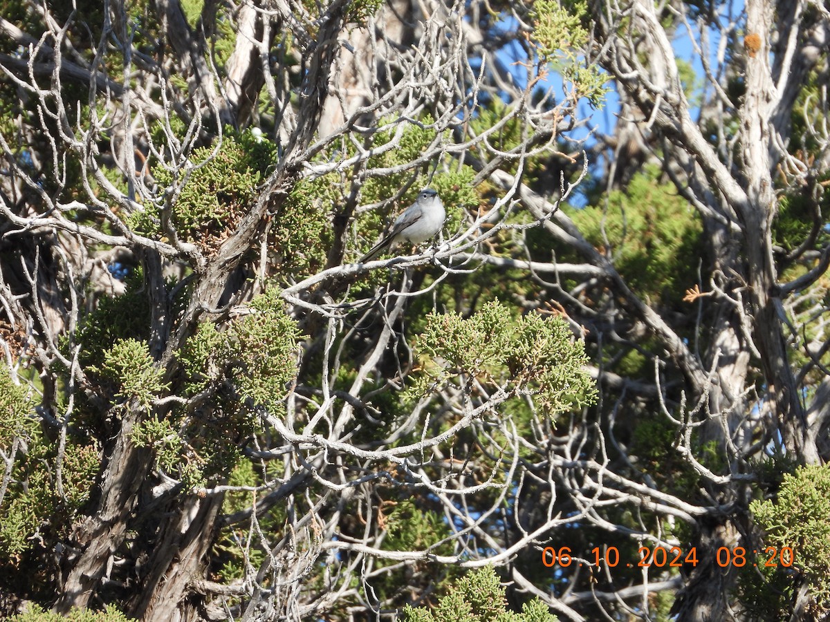 Blue-gray Gnatcatcher - Corey Jensen