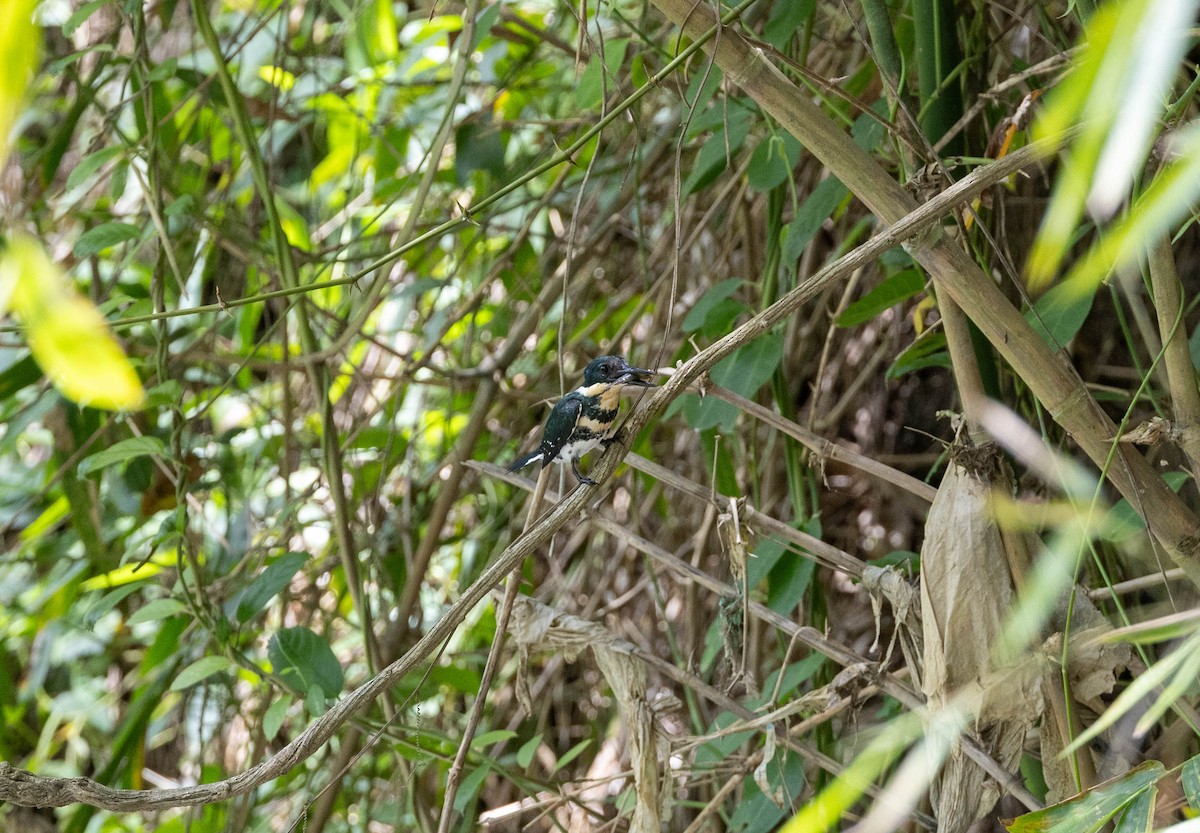 Green Kingfisher - ML620275955