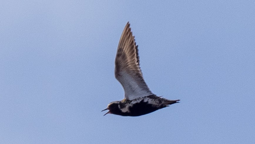 European Golden-Plover - ML620275957