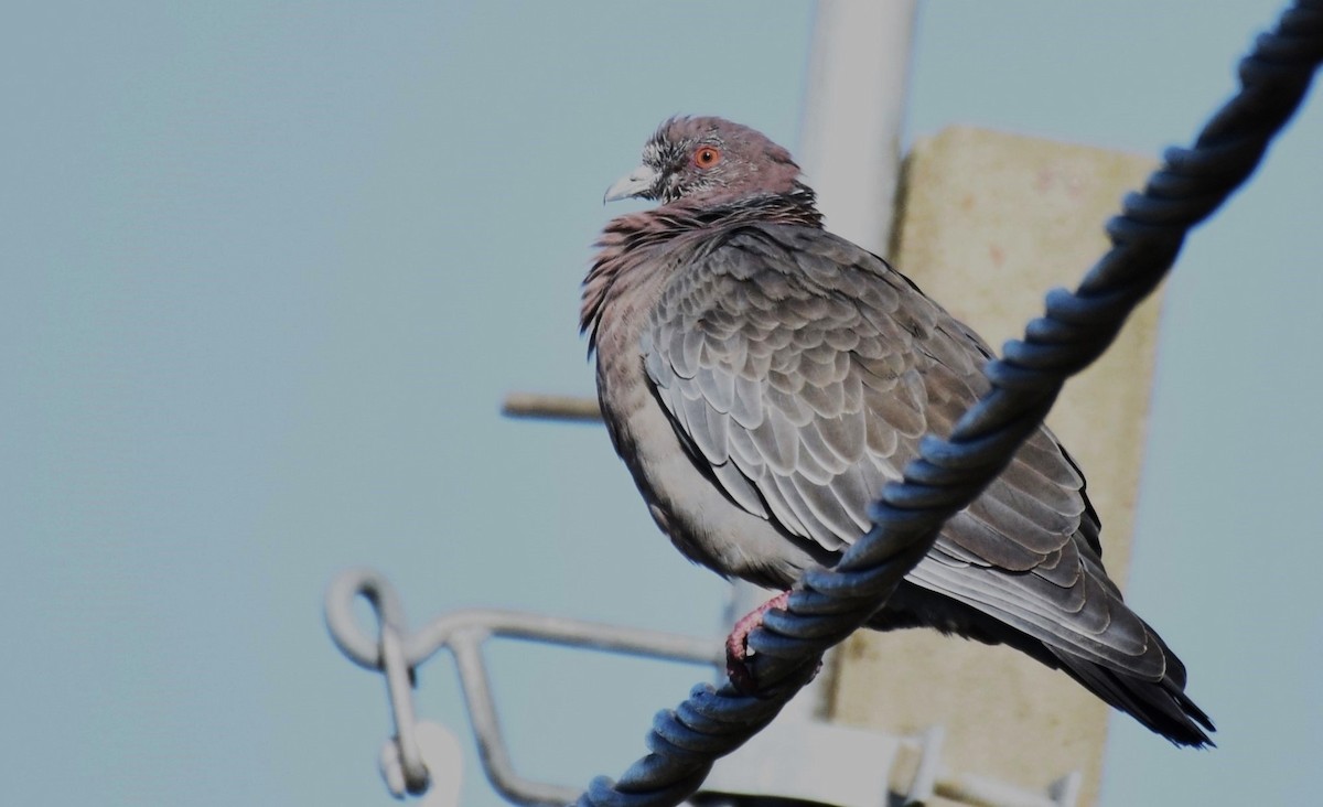 Picazuro Pigeon - ML620275961