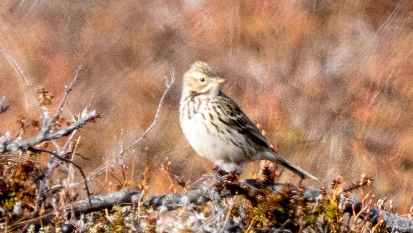 Meadow Pipit - ML620275968