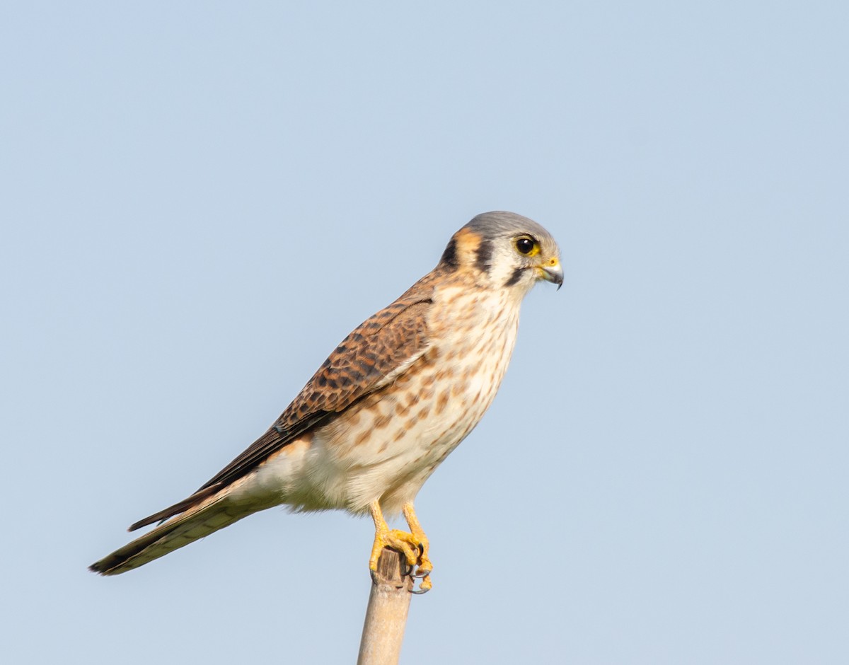 American Kestrel - ML620275969