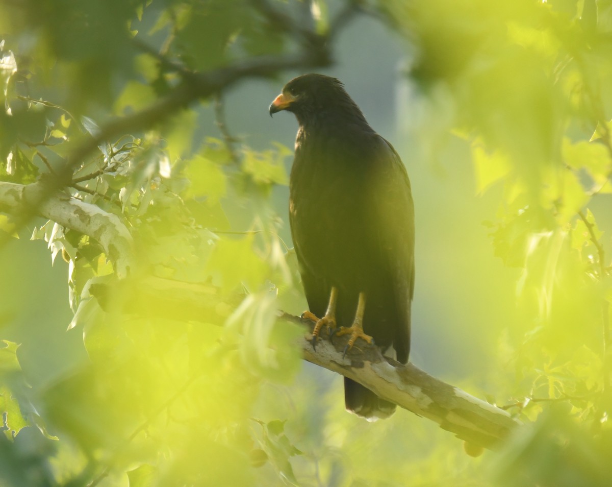 Common Black Hawk - ML620275970