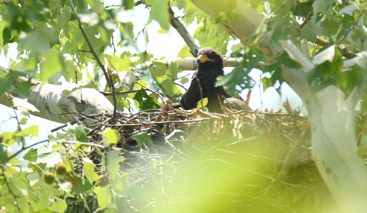 Common Black Hawk - Leonardo Guzmán (Kingfisher Birdwatching Nuevo León)