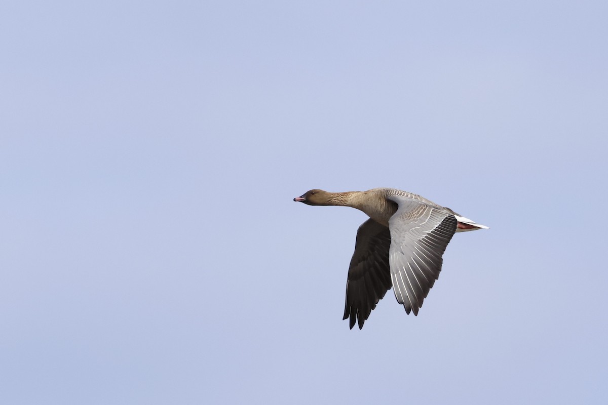 Pink-footed Goose - ML620275978