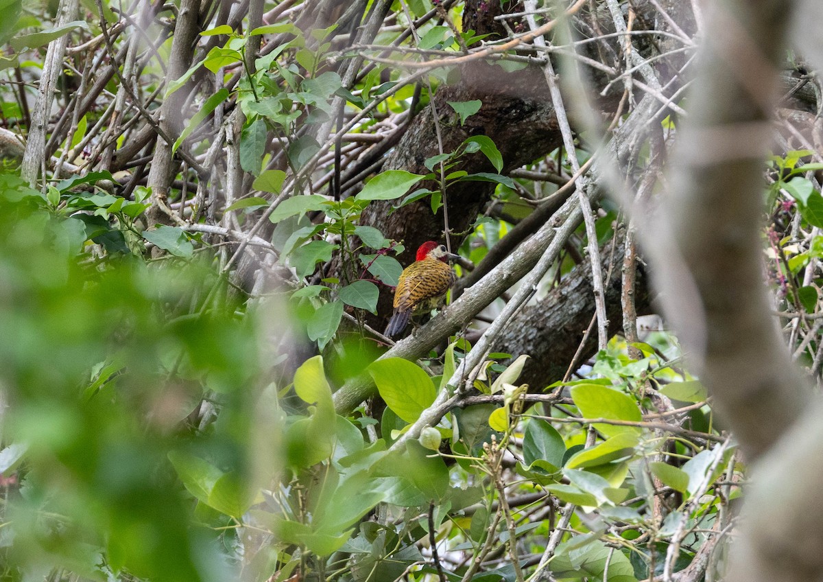 Spot-breasted Woodpecker - ML620275982