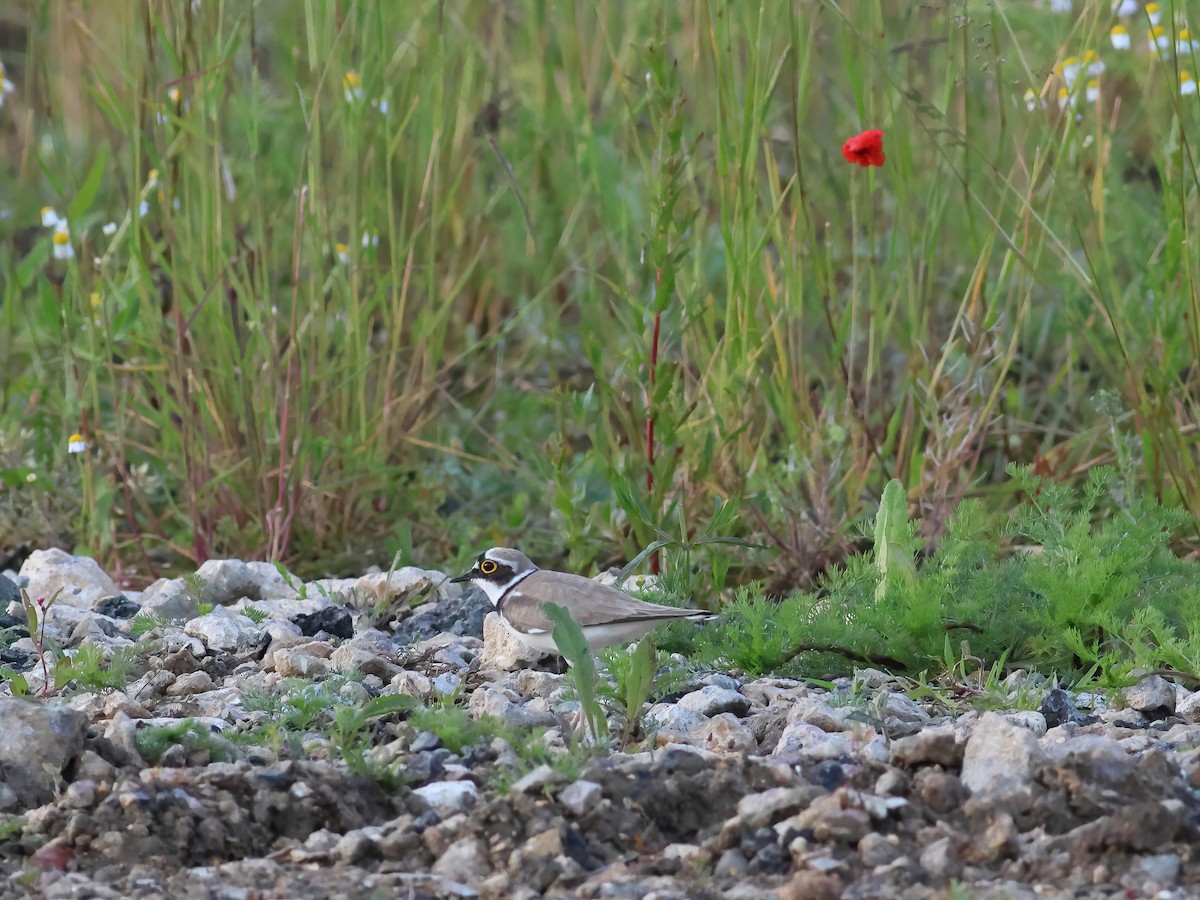 Little Ringed Plover - ML620275991