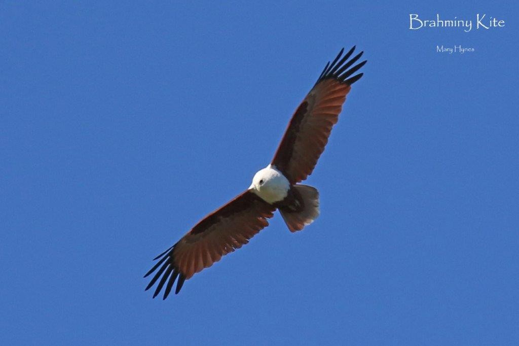 Brahminy Kite - ML620275996