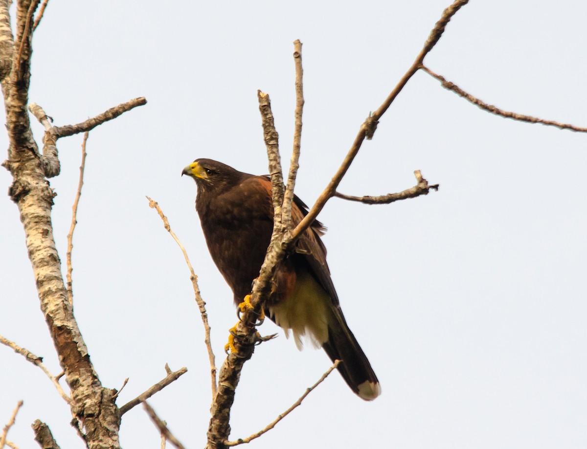 Harris's Hawk - ML620275997