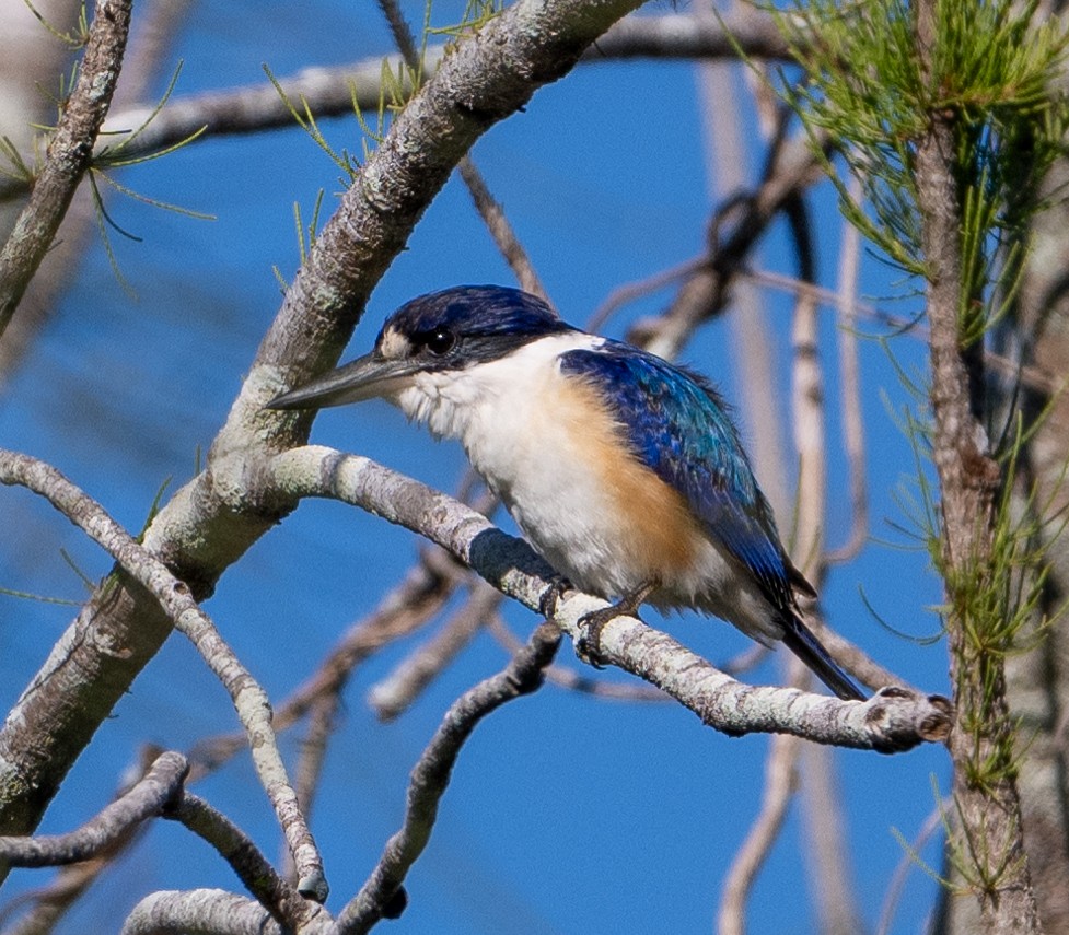 Forest Kingfisher - ML620276001