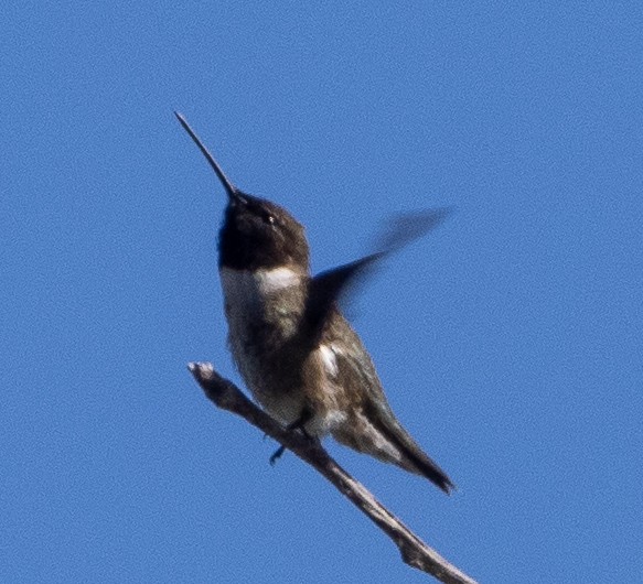 Black-chinned Hummingbird - ML620276004