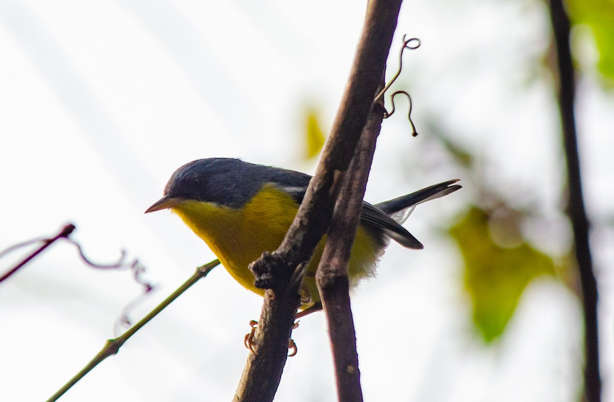 Tropical Parula - ML620276006