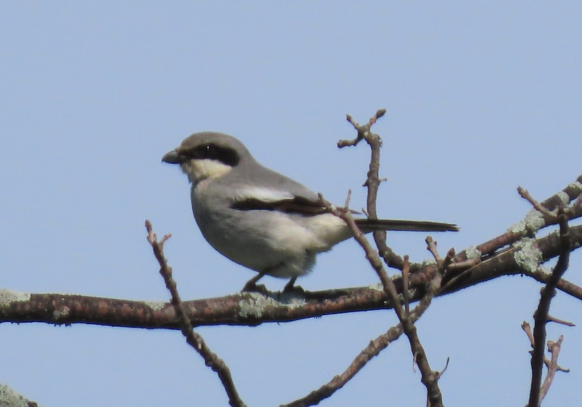 Loggerhead Shrike - ML620276014