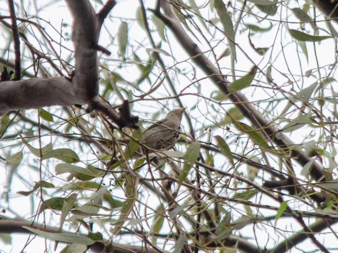 White-crested Elaenia - ML620276015