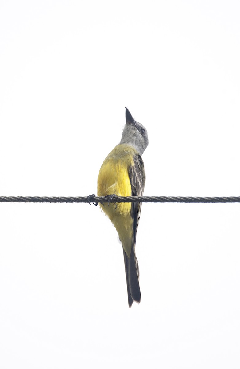 Tropical Kingbird - ML620276018