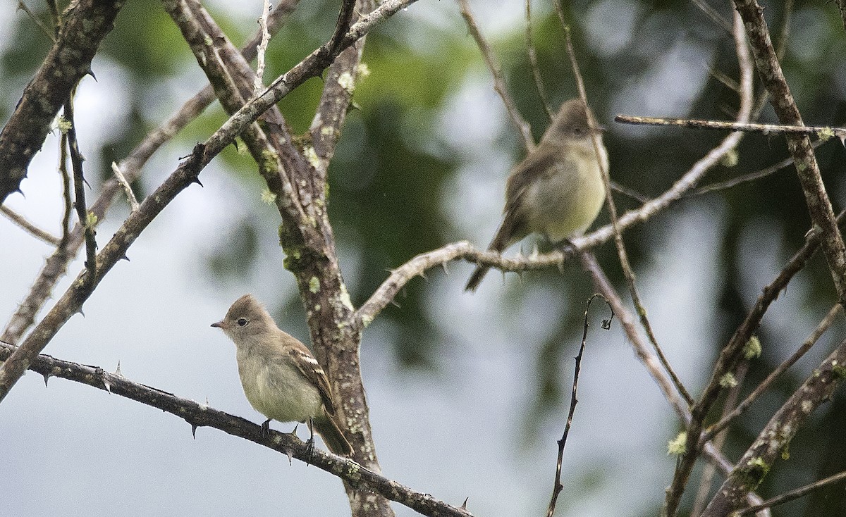 Yellow-bellied Elaenia - ML620276023