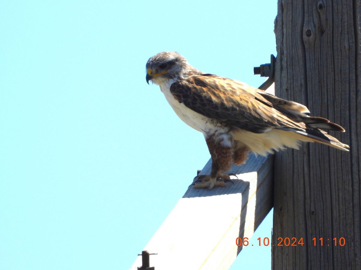 Ferruginous Hawk - ML620276029