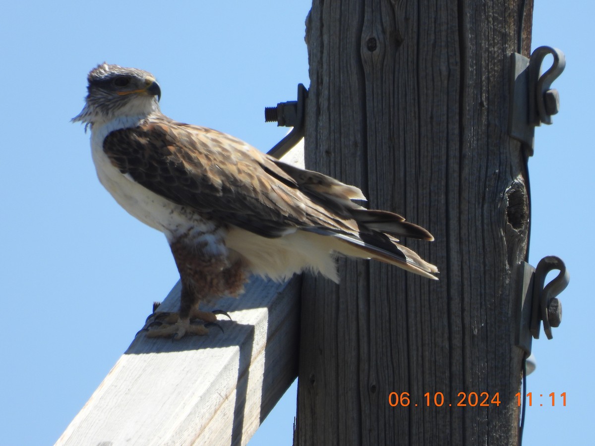 Ferruginous Hawk - ML620276031