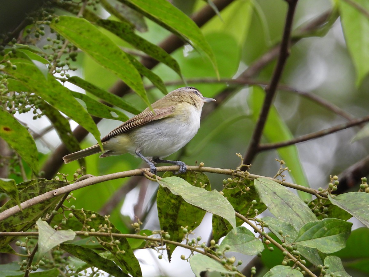 Vireo Chiví - ML620276036