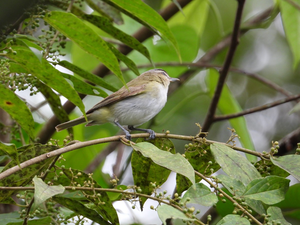 Vireo Chiví - ML620276037