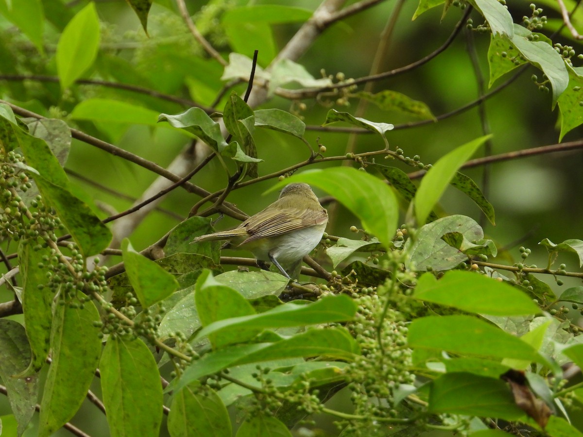 Vireo Chiví - ML620276042