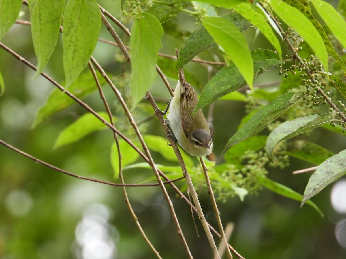 Vireo Chiví - ML620276044