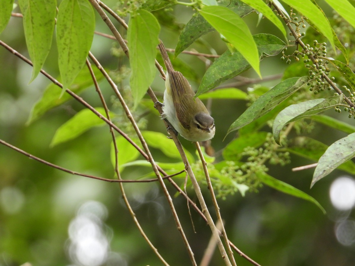 Vireo Chiví - ML620276047