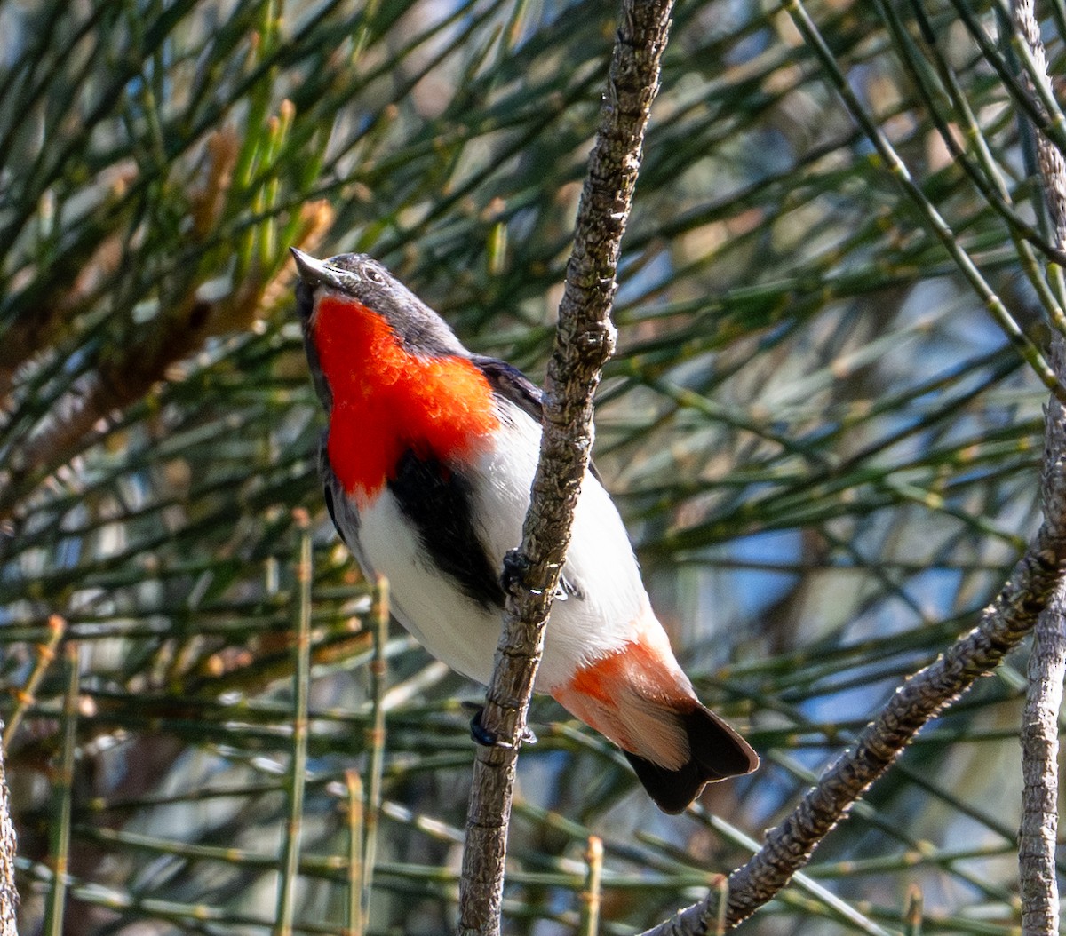 Mistletoebird - ML620276058