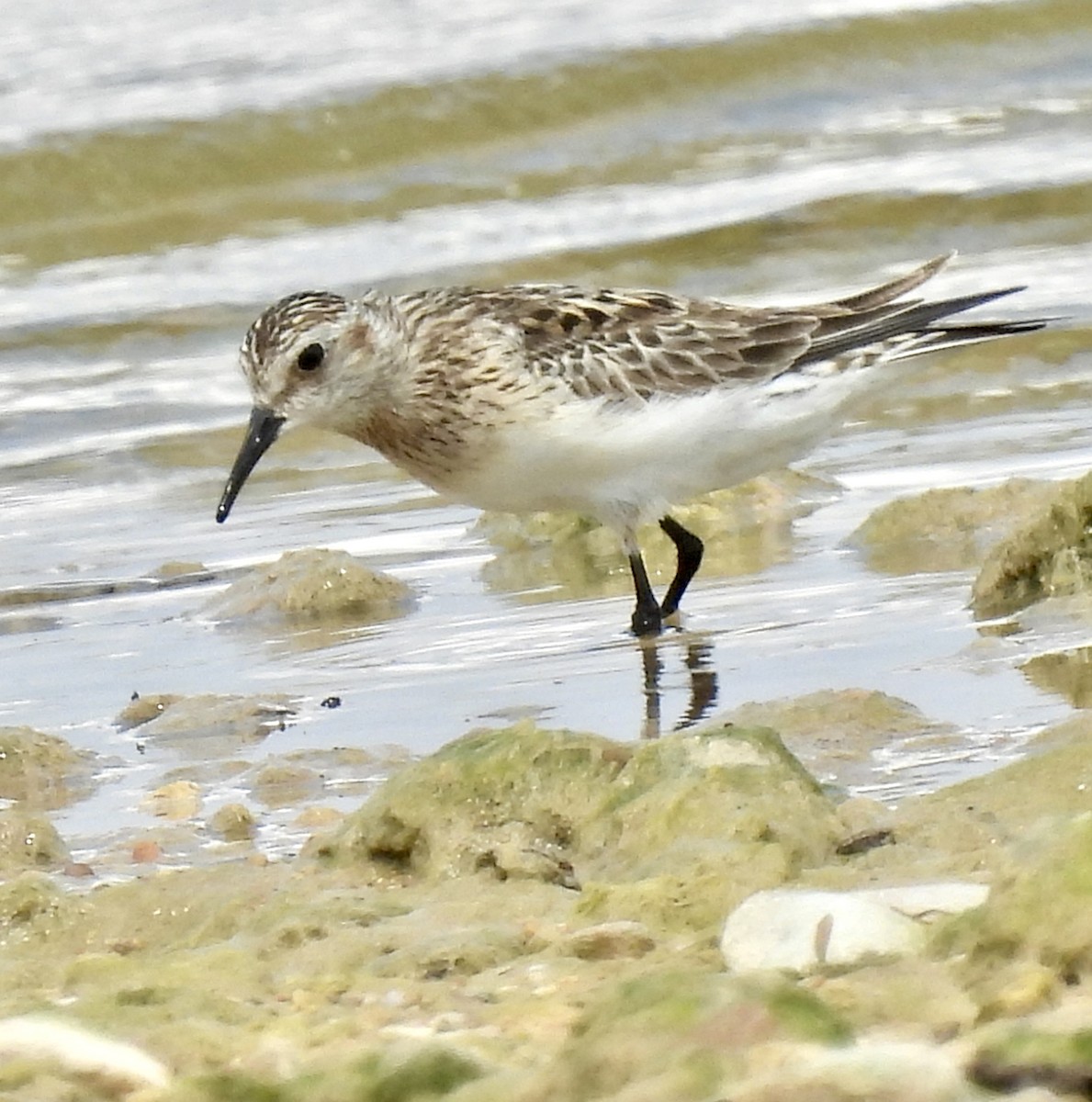 Baird's Sandpiper - ML620276062