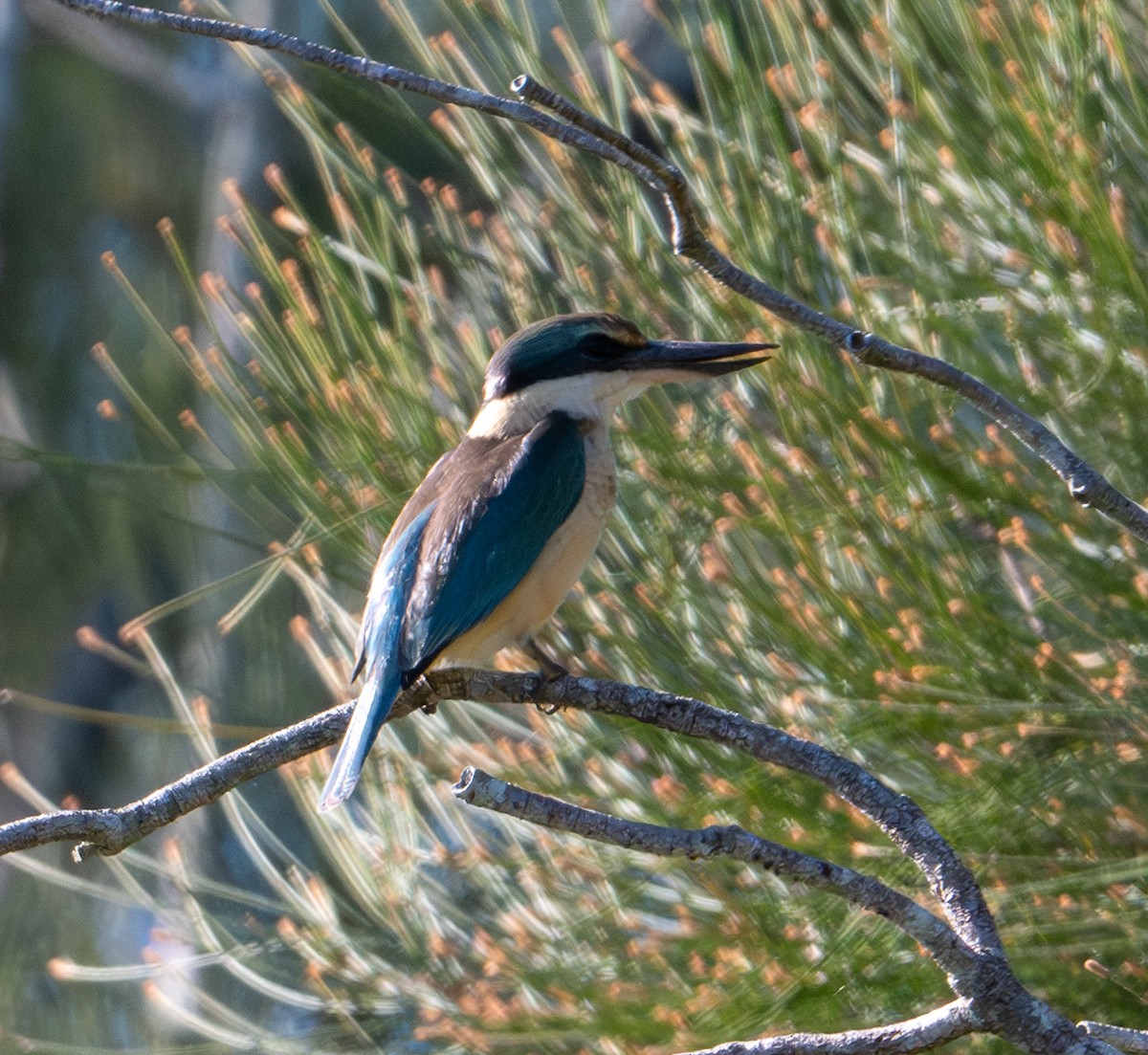 Sacred Kingfisher - ML620276068