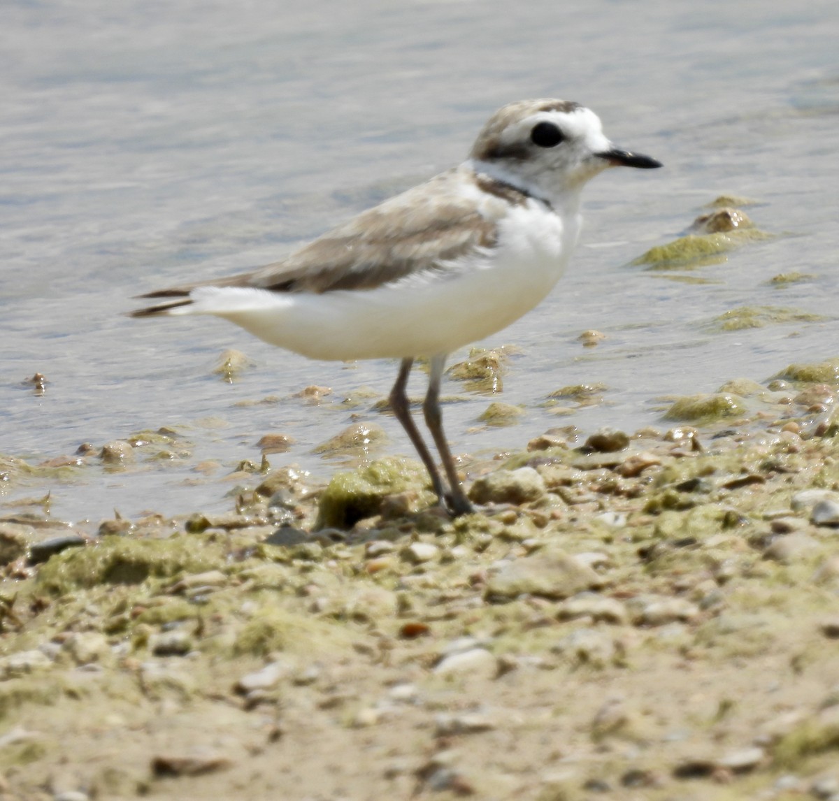 Snowy Plover - ML620276069