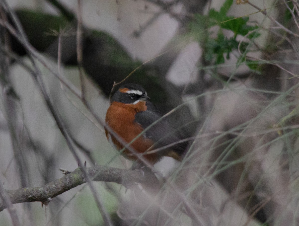 Black-and-rufous Warbling Finch - ML620276071