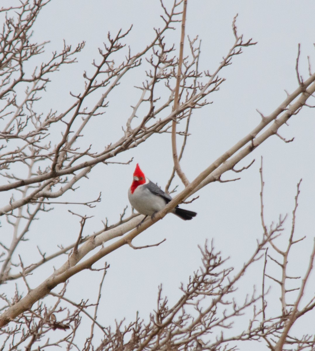 Red-crested Cardinal - ML620276076