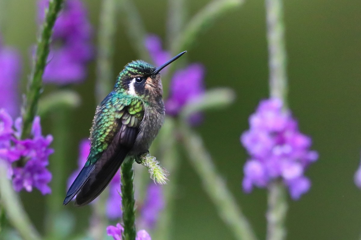 Colibrí Gorjipúrpura - ML620276080