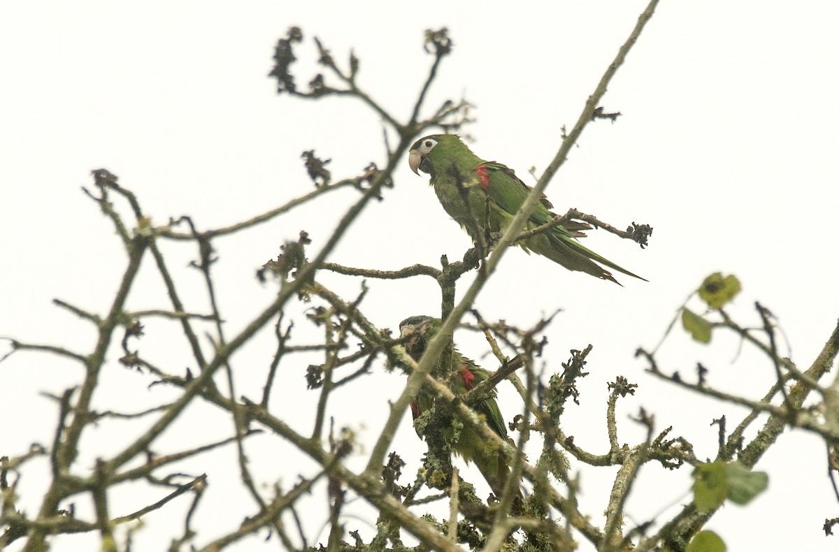 Red-shouldered Macaw - ML620276099