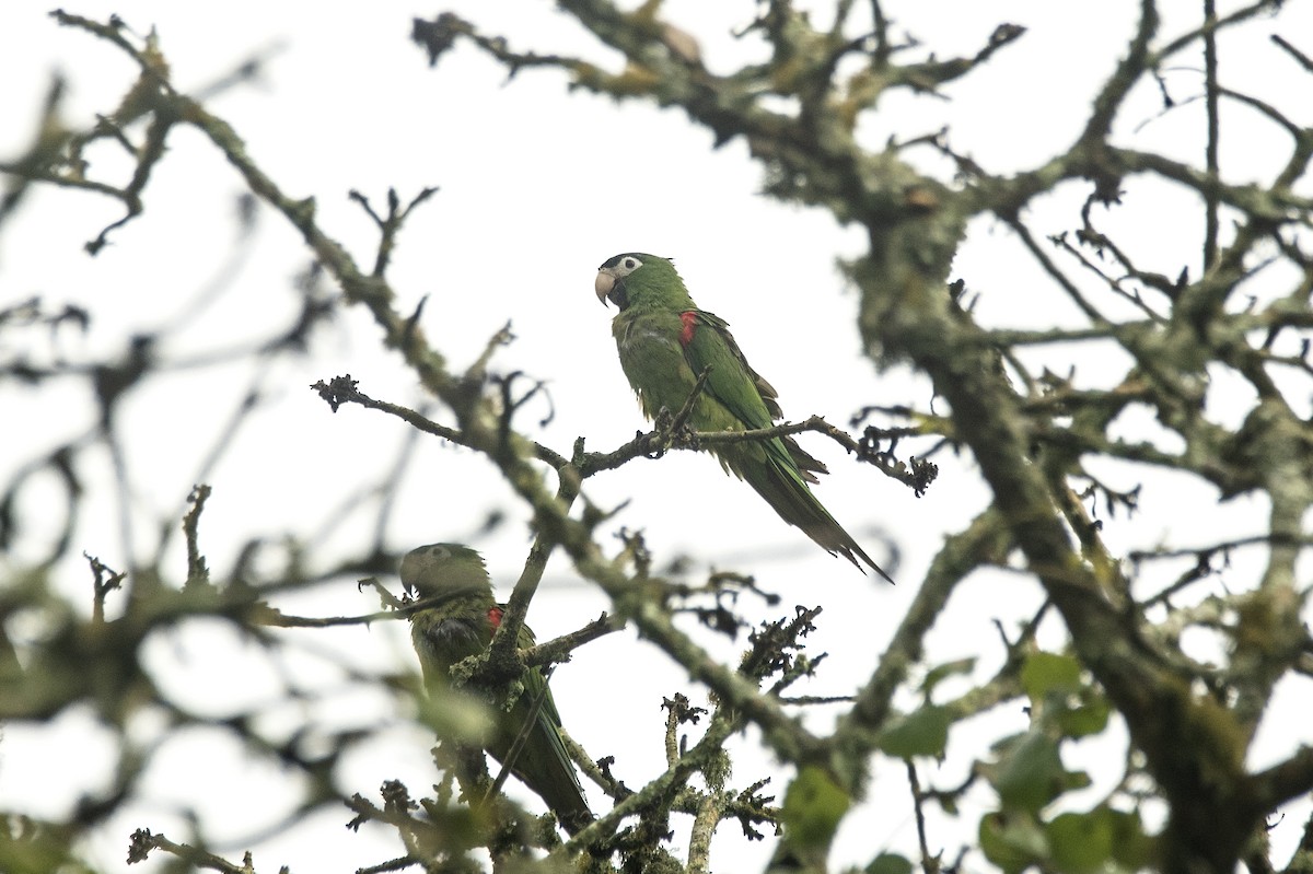 Red-shouldered Macaw - ML620276100