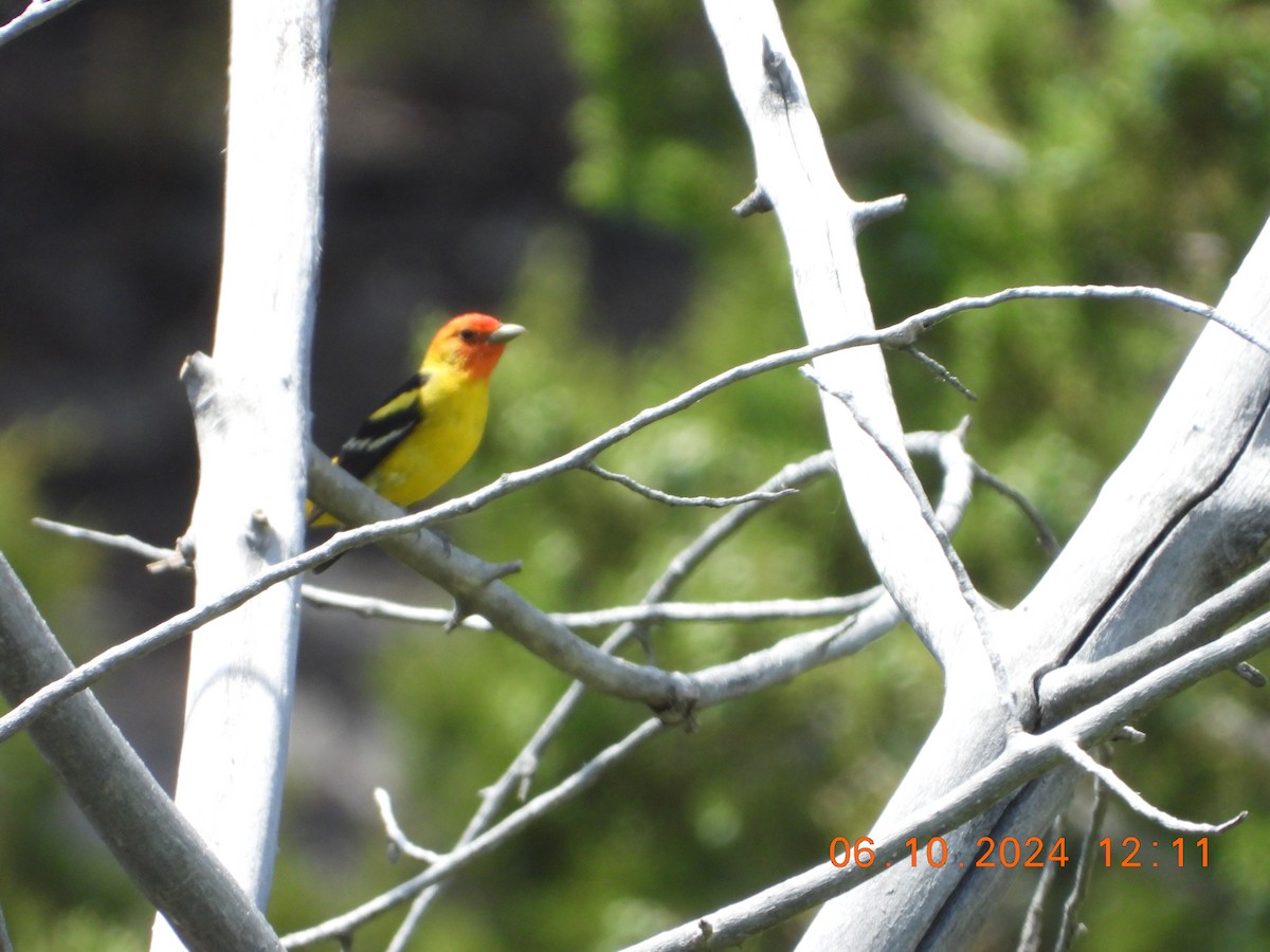 Western Tanager - ML620276101