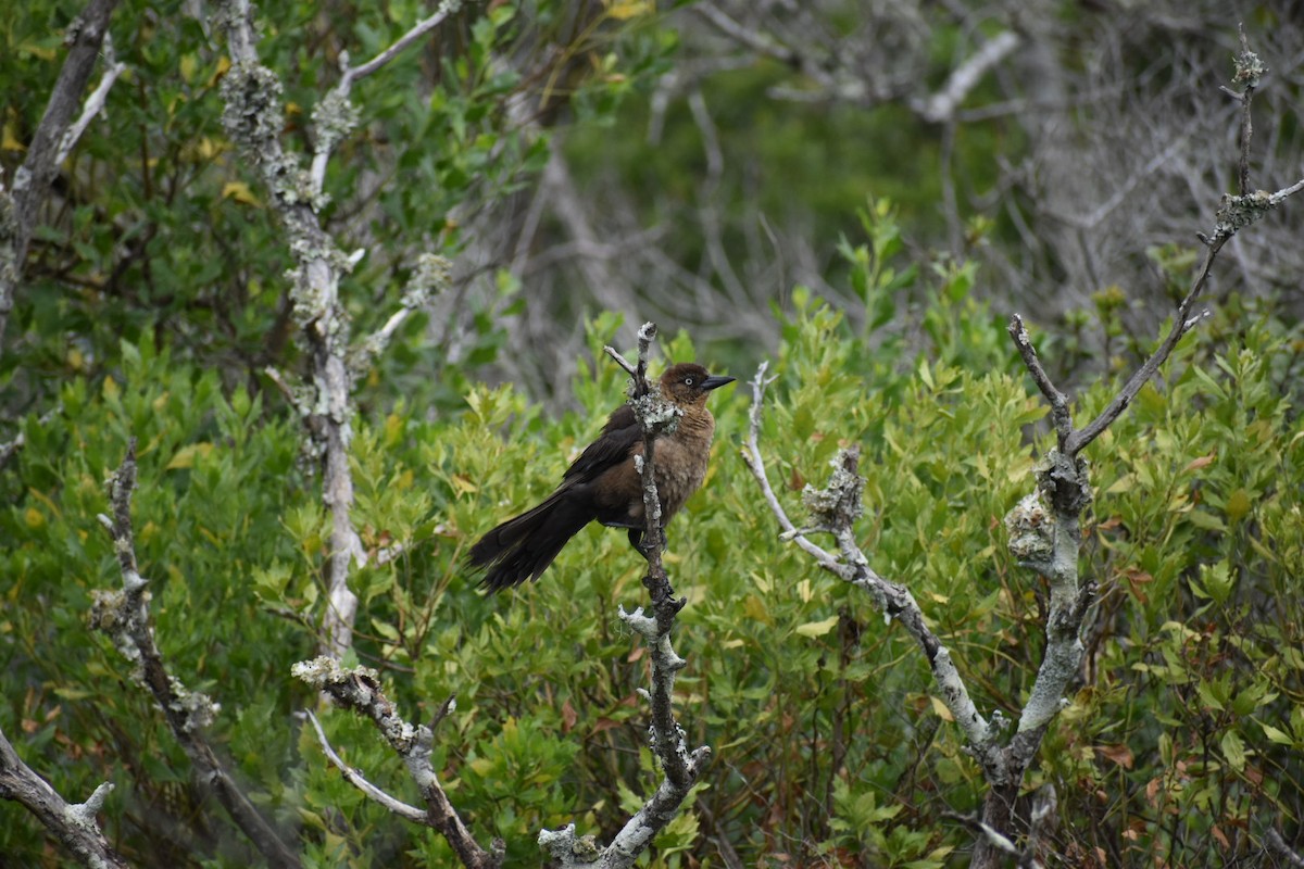 Boat-tailed Grackle - ML620276102