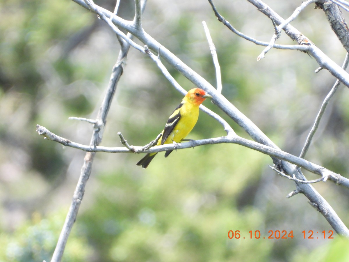 Western Tanager - ML620276103