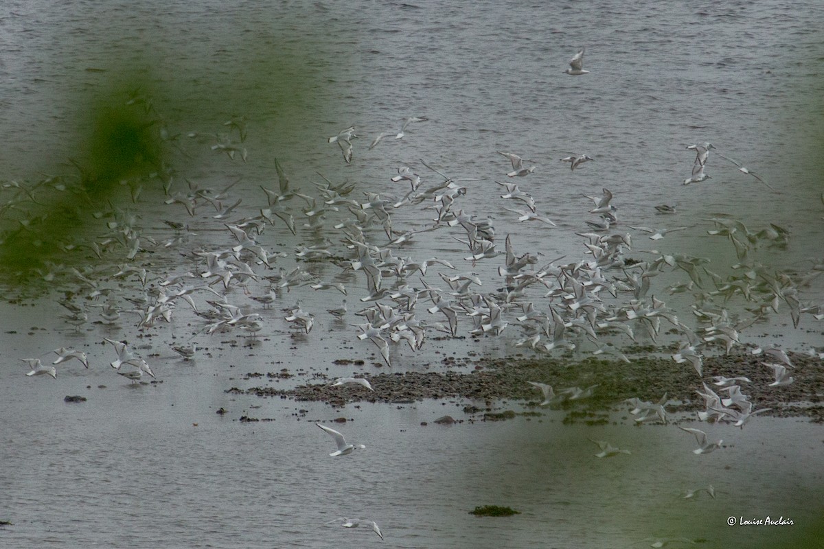 Bonaparte's Gull - ML620276106