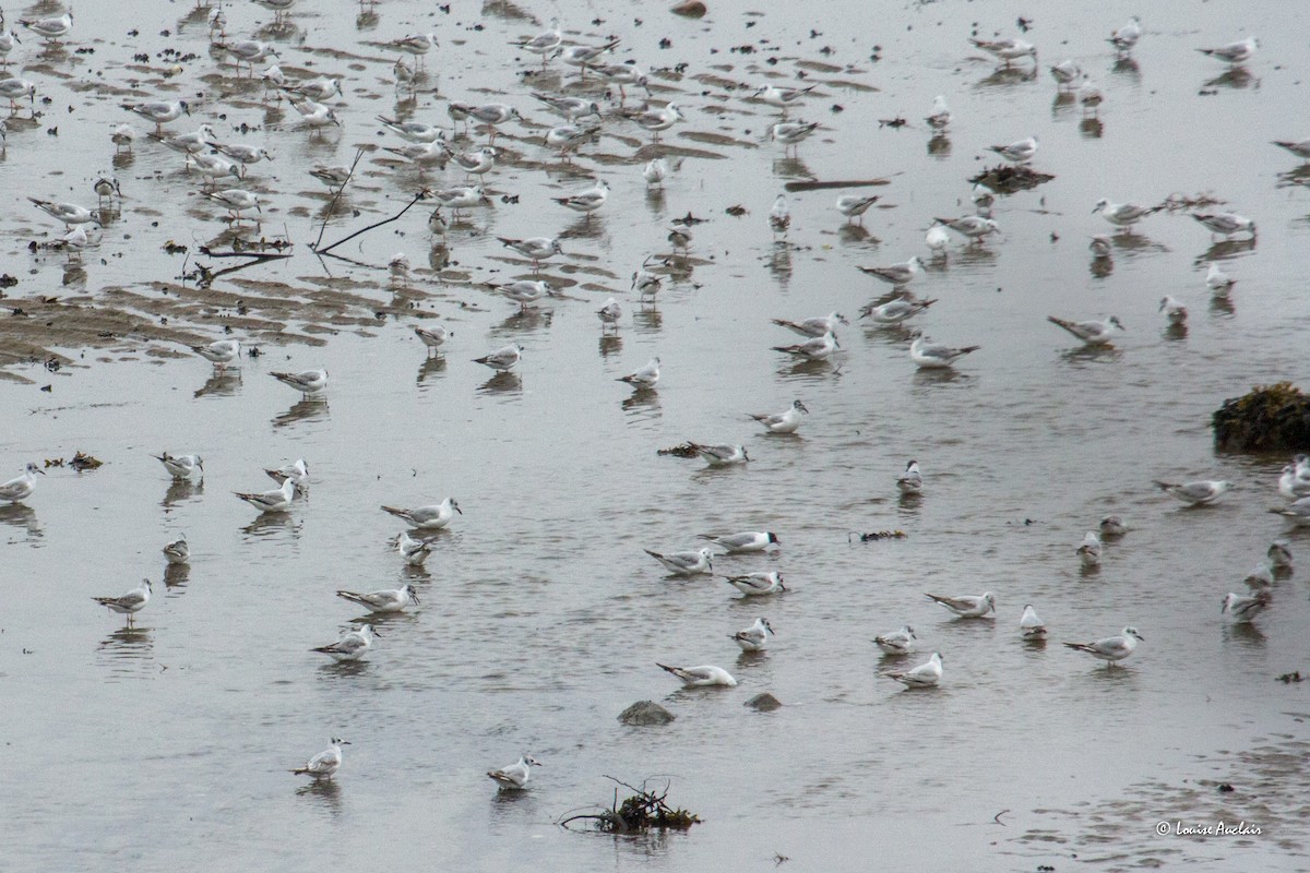 Bonaparte's Gull - ML620276107