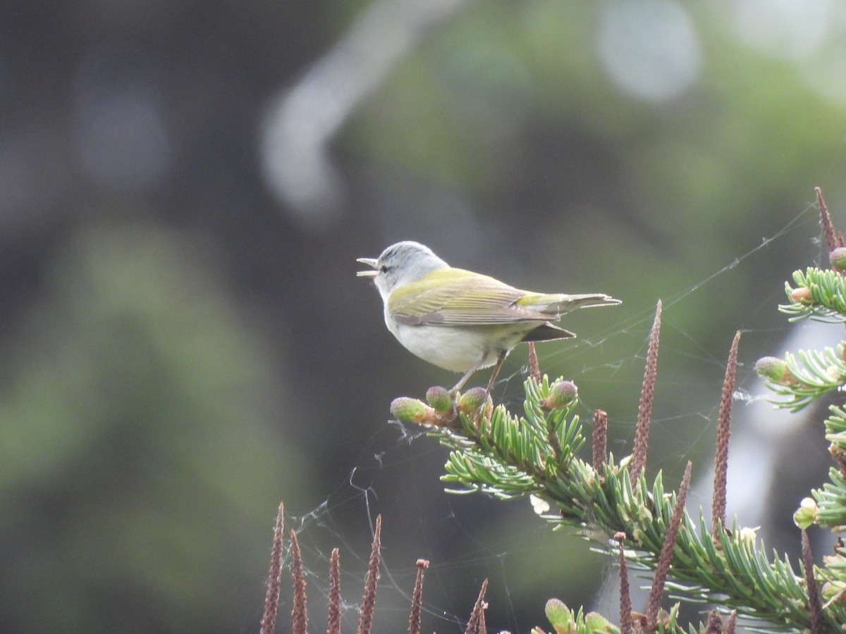 Tennessee Warbler - ML620276110