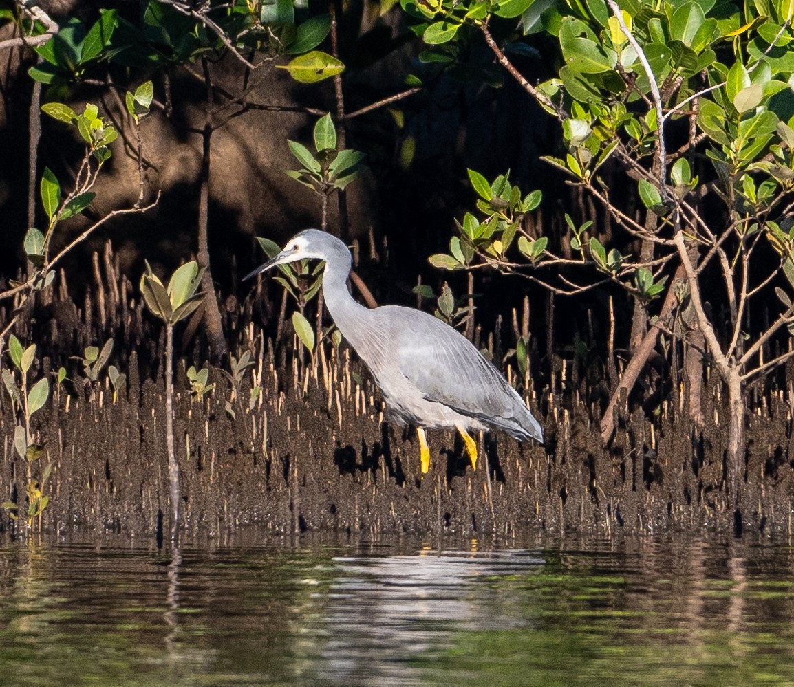 White-faced Heron - ML620276123